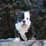 Old English Bulldog Adult Dog Rascal