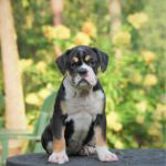 Old English Bulldog Adult Dog Raven