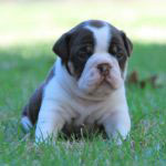 Old English Bulldog Adult Dog Rebel