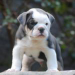 Old English Bulldog Adult Dog Reggie