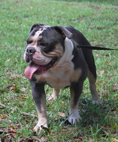 Old English Bulldog Adult Dog Harlee