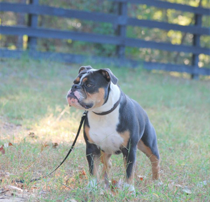 Old English Bulldog Adult Dog Ripkin