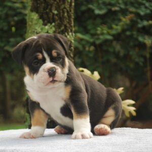 Old English Bulldog Adult Dog River