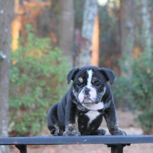 Old English Bulldog Adult Dog Rizzo