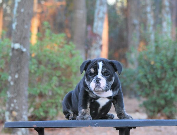 Old English Bulldog Adult Dog Rizzo