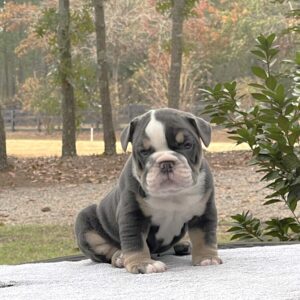 Old English Bulldog Puppy 