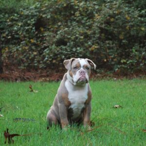 Old English Bulldog Adult Dog Roy