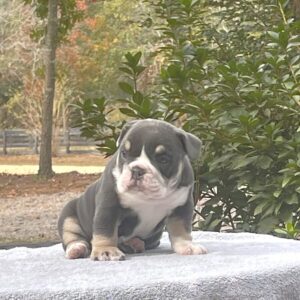 Old English Bulldog Puppy 