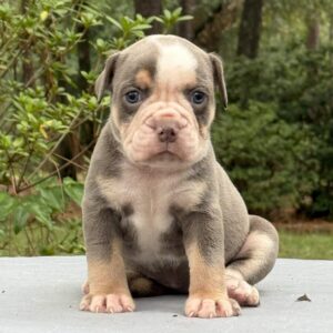 Old English Bulldog Adult Dog Sadie II