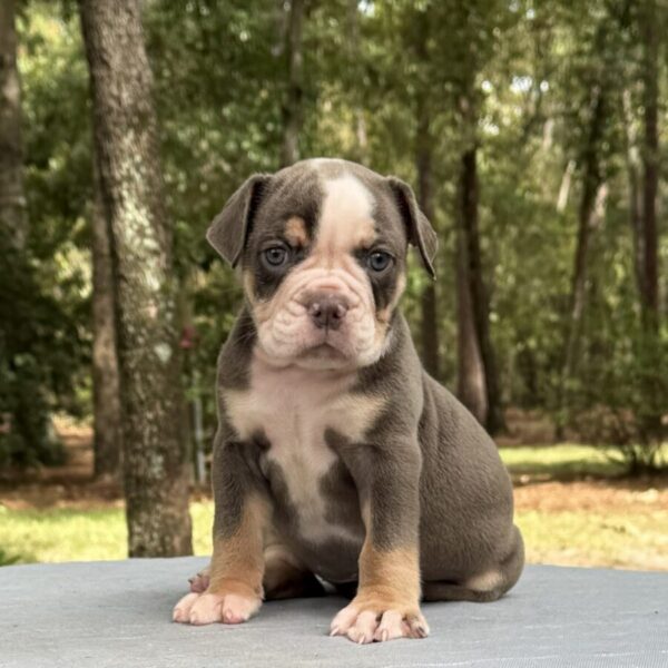 Old English Bulldog Adult Dog Sadie II