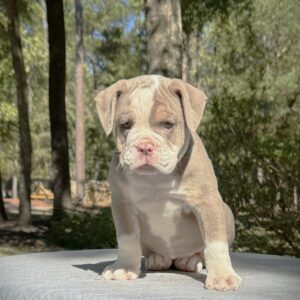 Old English Bulldog Puppy 