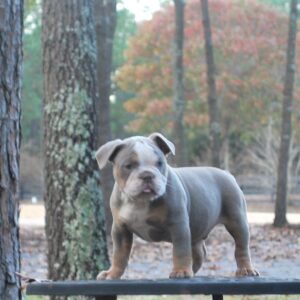 Old English Bulldog Adult Dog Sammie