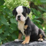 Old English Bulldog Adult Dog Sammy