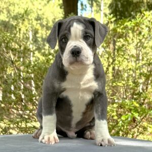 Old English Bulldog Puppy 