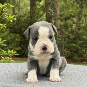 Old English Bulldog Adult Dog Scout