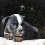 Old English Bulldog Adult Dog Shadow