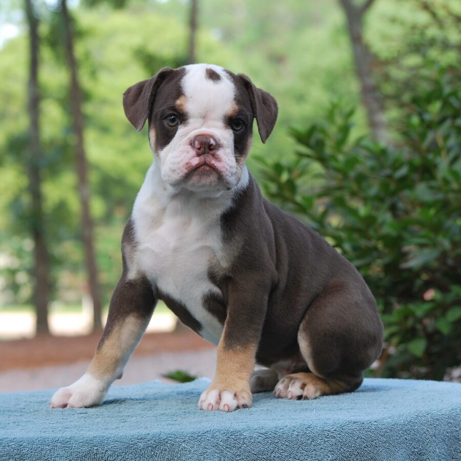 Sherman