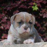 Old English Bulldog Adult Dog Skye