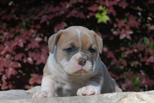 Old English Bulldog Adult Dog Skye