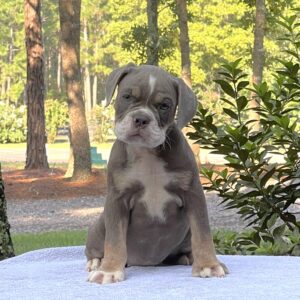 Old English Bulldog Puppy 