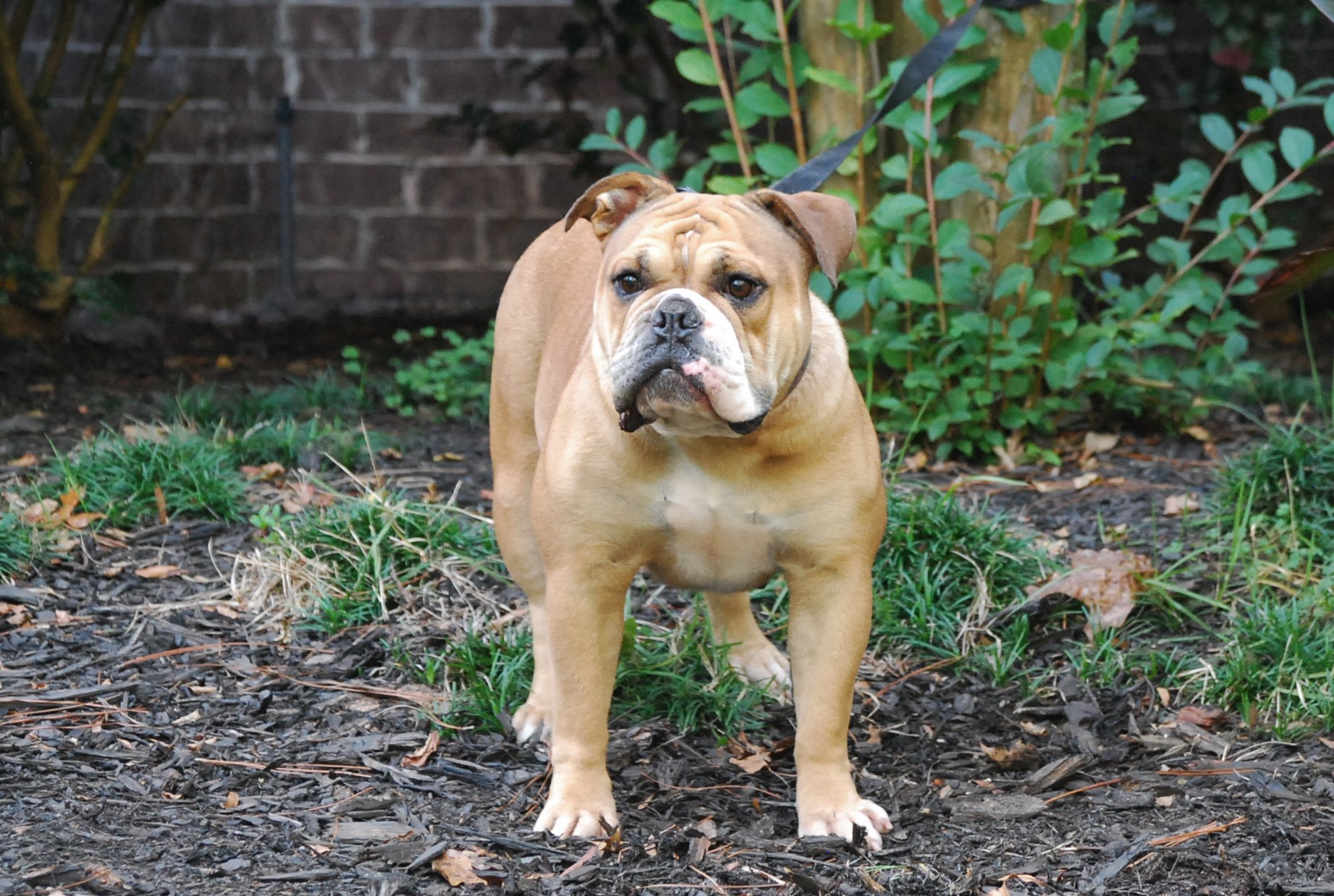 Black Tipped Sable/Fawn Olde English Bulldogge Puppies For Sale
