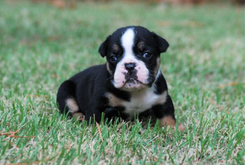 Old English Bulldog Adult Dog Spade