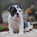 Old English Bulldog Adult Dog Stanley