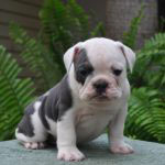 Old English Bulldog Adult Dog Starbright