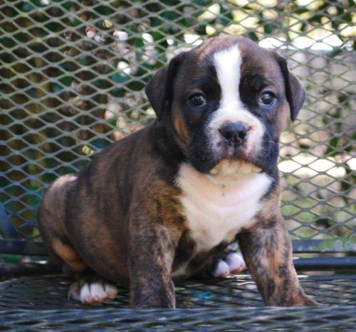 Old English Bulldog Adult Dog Stout