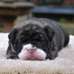 Old English Bulldog Adult Dog Sweetums