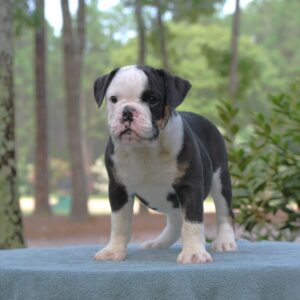 Old English Bulldog Adult Dog Tate