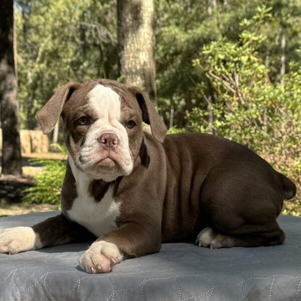 Old English Bulldog Adult Dog Teddy II