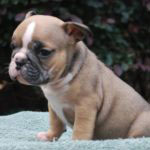 Old English Bulldog Adult Dog Teddy