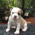 Old English Bulldog Adult Dog Tessa