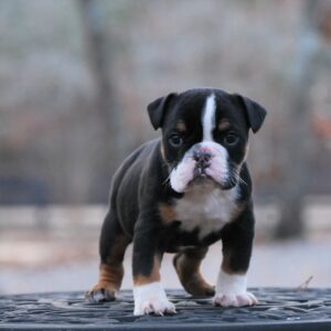 Old English Bulldog Adult Dog Thelma