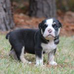 Old English Bulldog Adult Dog Thor