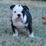 Old English Bulldog Adult Dog Thunder