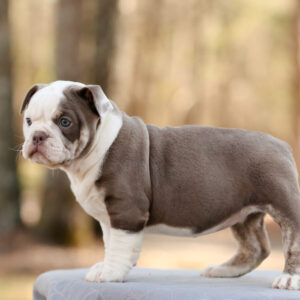 Old English Bulldog Adult Dog Tilly