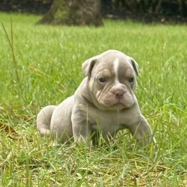 Old English Bulldog Adult Dog Toby II