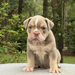 Old English Bulldog Adult Dog Toby II
