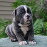 Old English Bulldog Adult Dog Trinity