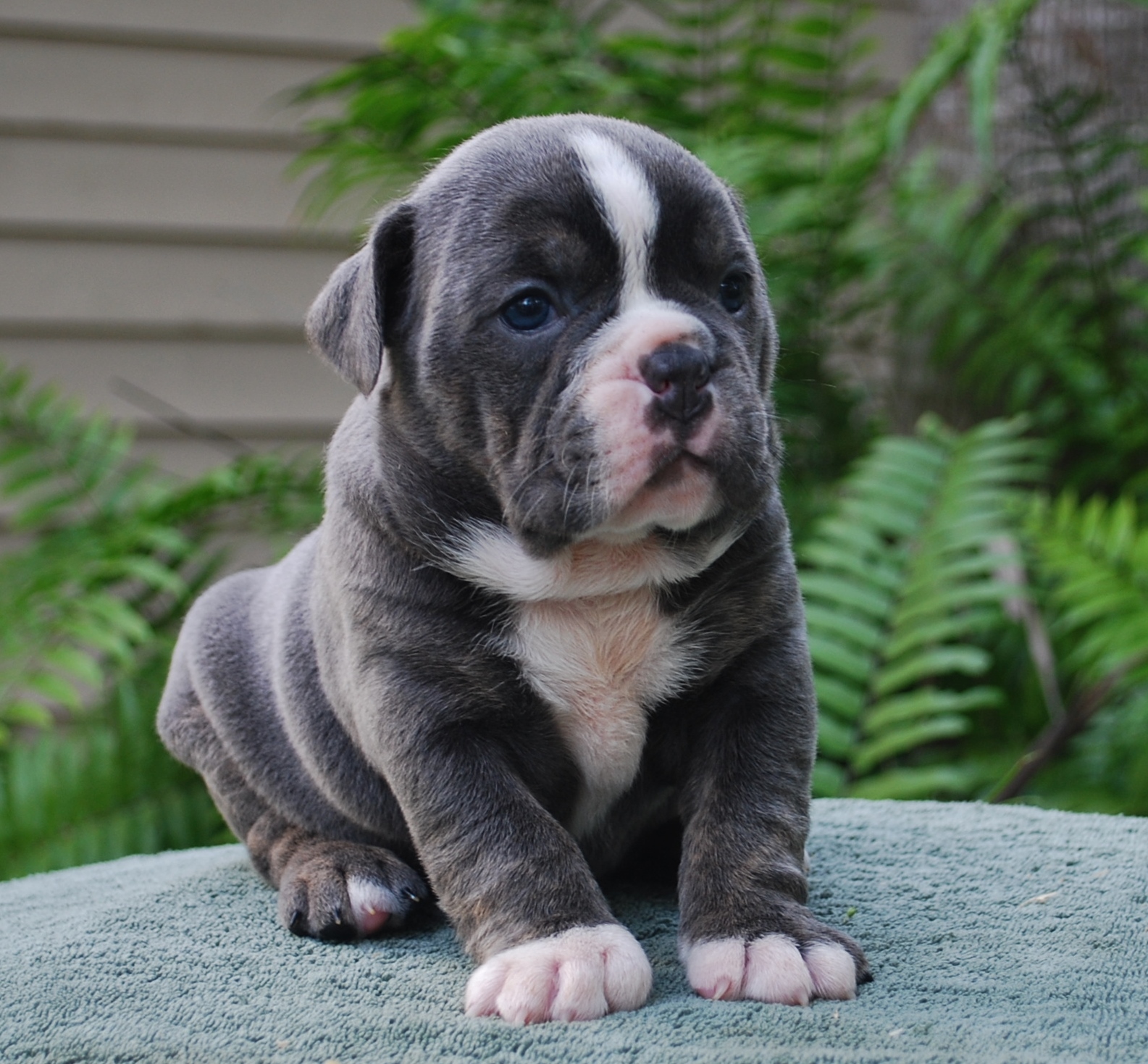 Blue Trindle Olde English Bulldogge Puppies For Sale