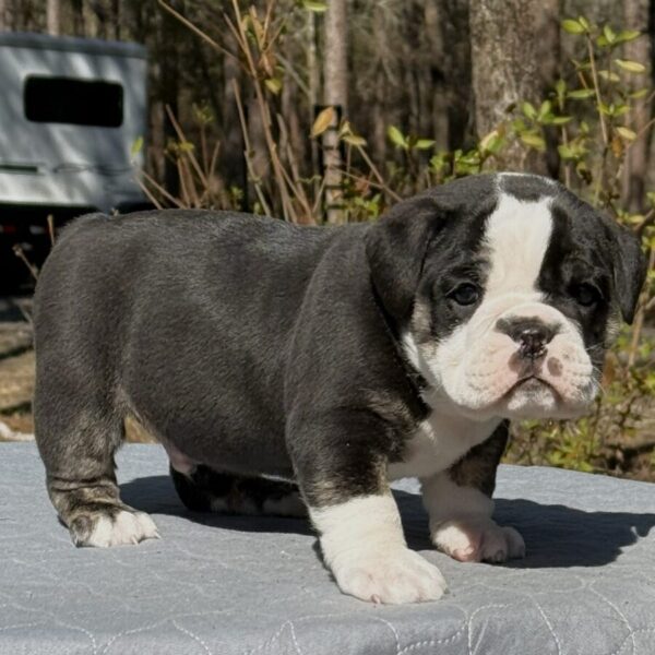Old English Bulldog Adult Dog Tucker