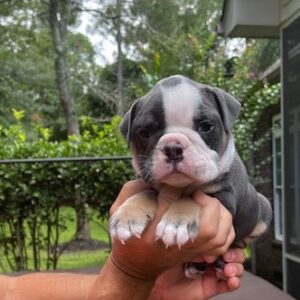 Old English Bulldog Adult Dog TY