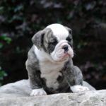 Old English Bulldog Adult Dog Twyla