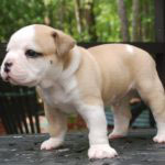 Old English Bulldog Adult Dog Tyson