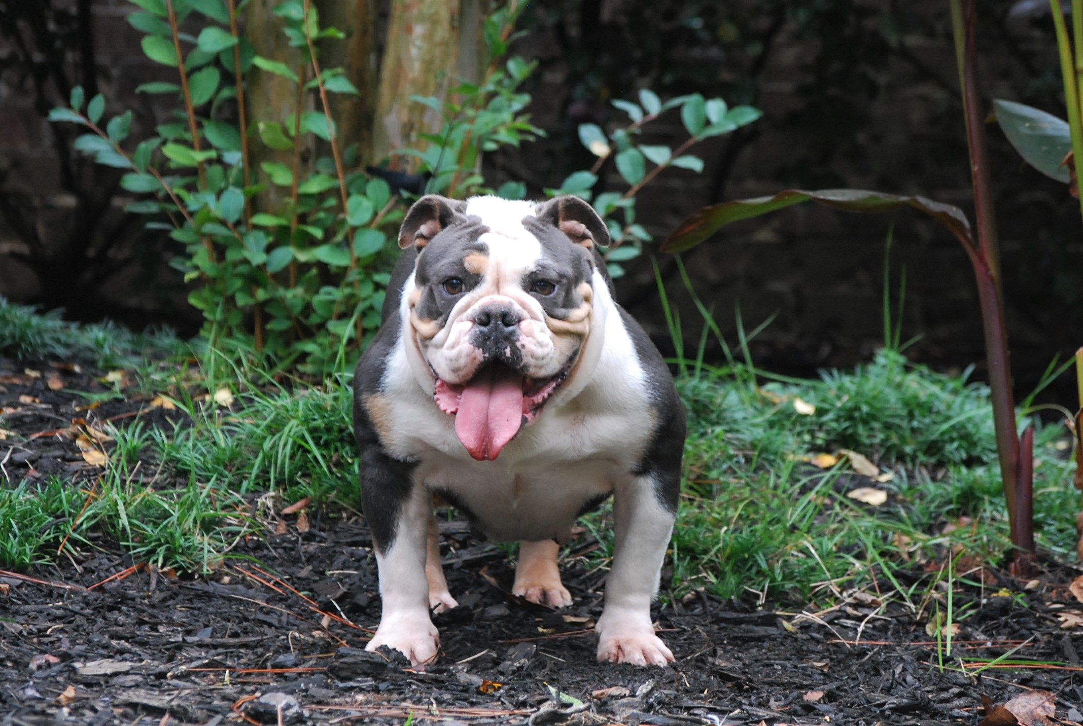 See puppies by Violet - Olde South Bulldogges