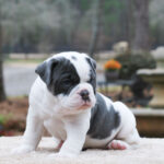 Old English Bulldog Adult Dog Walter