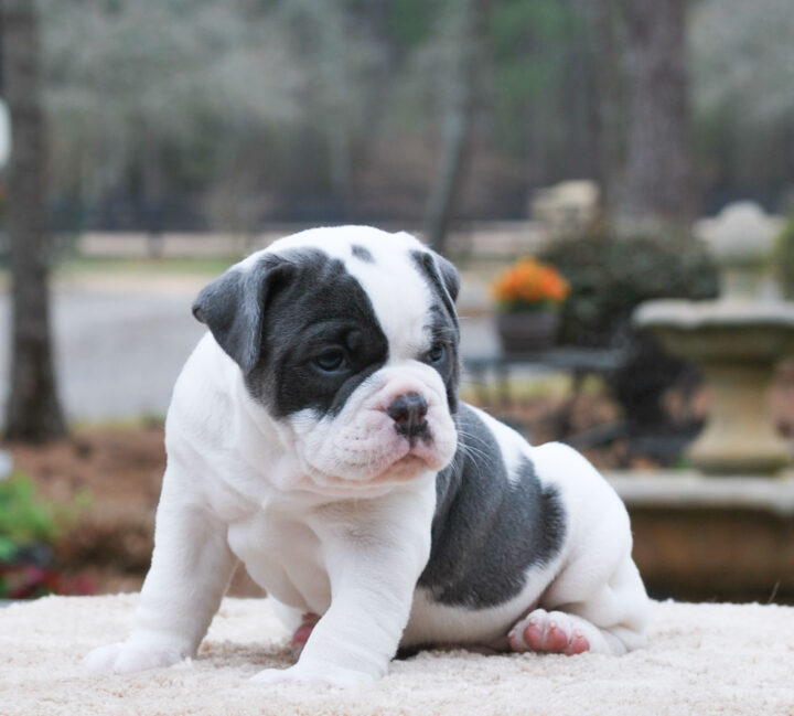 Old English Bulldog Adult Dog Walter