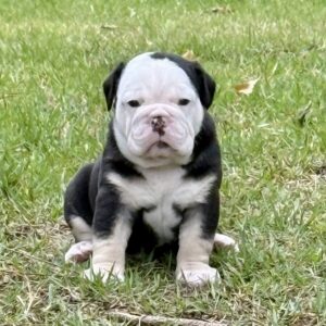 Old English Bulldog Puppy 